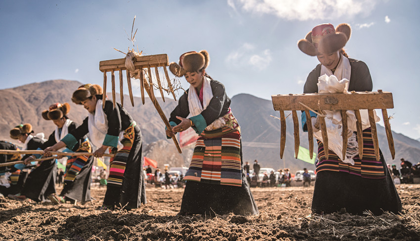 春的约定 西藏农区迎来年度春耕大典